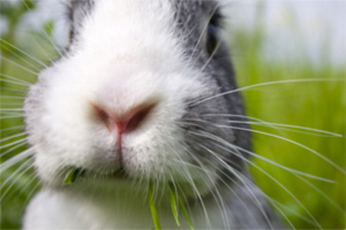 Investigadores divulgaram pela primeira vez o genoma completamente sequenciado do coelho. (Foto: freeimages)
