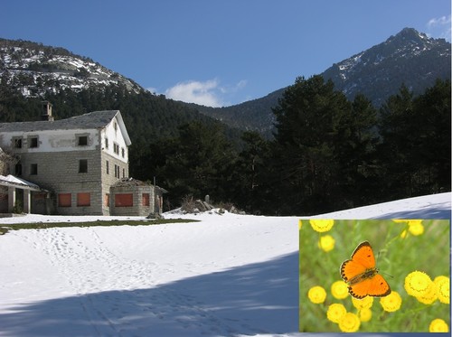 Las mariposas de la Sierra de Guadarrama se desplazan a zonas de alta montaña debido al cambio climático /URJC