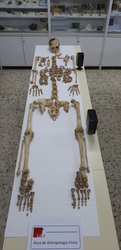 Esqueleto estudiado. Foto: Área de Antropología Física de la ULE.