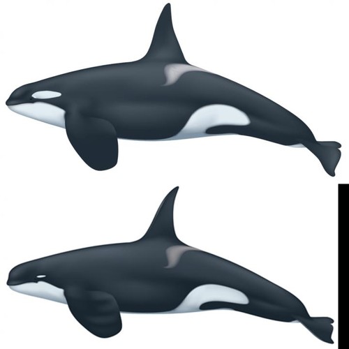 En la parte superior, una ballena asesina normal. Abajo, una ballena asesina tipo D/Uko Gorter.