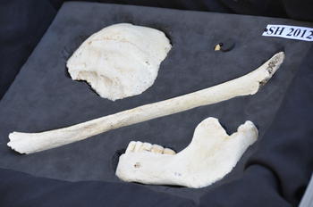 Fósiles humanos de la Sima de los Huesos perteneciente a la especie Homo heidelbergensis. Jordi Mestre / EIA