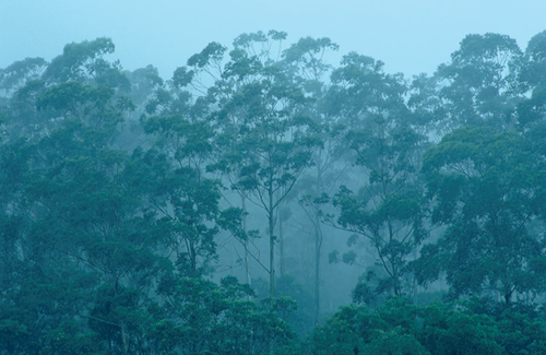 Bosque tropical de Camerún. Foto: Gary Cook/Alamy.