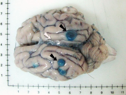 Cerebro de cerdo infectado naturalmente con Taenia solium/Cristina Guerra-Giraldez, 2015