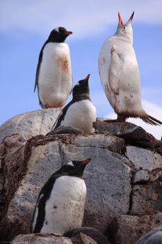 Pingüinos leucísticos.