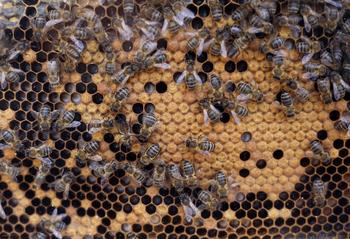 Un panal de abejas.