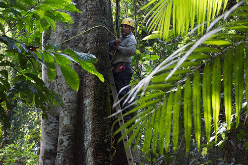 Científicos del Smithsonian en un bosque tropical secundario. FOTO: STRI
