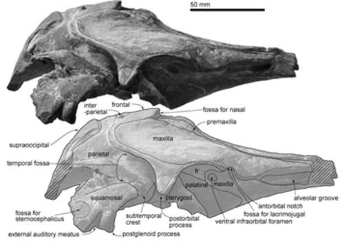 Cráneo de Urkudelphis chawpipacha/Tanaka et al (2017)