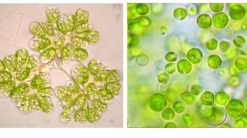 Imagen de microscopio óptico de dos especies de microalgas que presentan distinta morfología/UCAV
