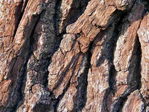 A pesar de ser una zona conspicua e importante de las plantas, se sabe poco de las funciones de la corteza, sobre todo en comparación con lo que se conoce acerca de las hojas o la madera. FOTO: UNAM.