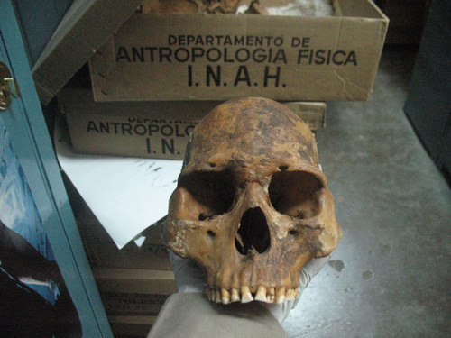 Cráneo de pericú analizado en el estudio. / Cristina Valdiosera