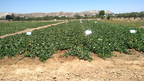 Cultivo del melón en el que se ha realizado el ensayo/UCAV