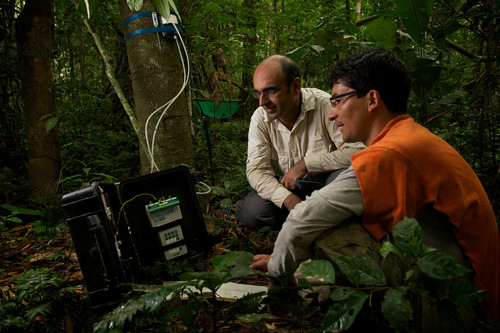 Dos investigadores realizan mediciones en una de las parcelas de selva estudiadas. / Jake Bryant
