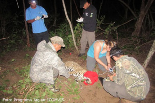Colocación de un collar GPS a un jaguar. FOTO: UNA