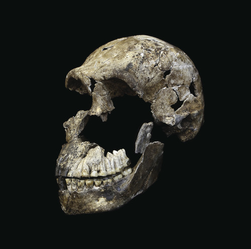 Cráneo del Homo naledi 