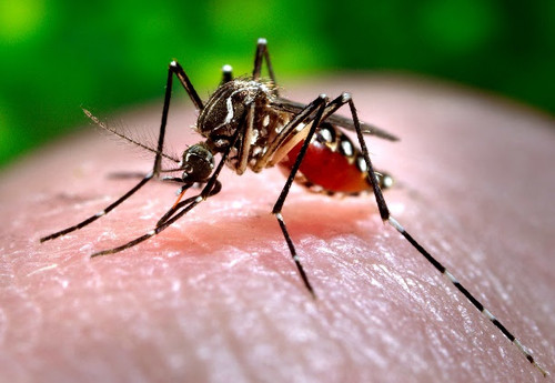 Insecto transmisor del dengue/James Gathanay, CDC (CC0)  http://plos.io/2tLEx3T 