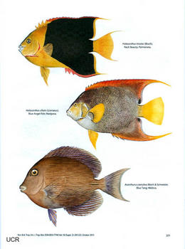 Diferentes especies de peces.