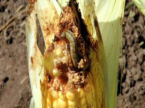 El gusano cogollero del maíz es la plaga más importante de ese cultivo/UNAM