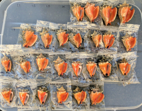 Muestras modernas de caracoles recolectados para extracción de ADN/Alexis Sullivan