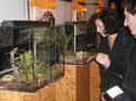 La concejal de Cultura, Mercedes Cantalapiedra, observa un ejemplar de escorpión gigante.