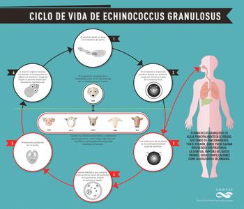 Ciclo de vida de 'Echinococcus granulosus' (FOTO: Conicet).