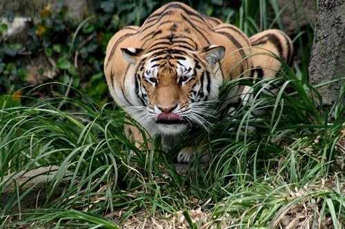 Tigre cazando/Brocken Inaglory