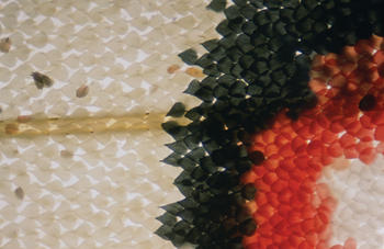 Imagen microscópica seleccionada para el concurso de 2005