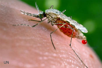 La malaria es una de las enfermedades tropicales más comunes y de difícil atención. 