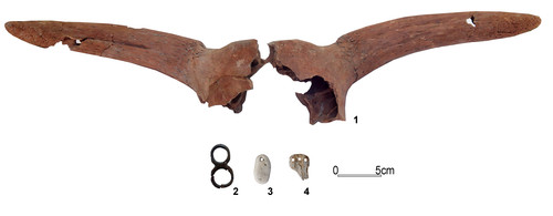 Restos encontrados en el yacimiento de La Draga (Banyoles, Girona). Imagen: CSIC.