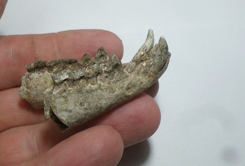Fragmento de mandibula de un extinto mamifero marsupal carnivoro.