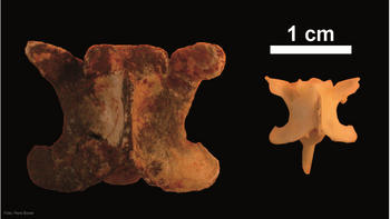 Comparación de una vértebra troncal de la Vipera fósil del Caló d’en Rafelino con una 'Vipera lebetina' actual de una longitud total corporal de 103 centímetros