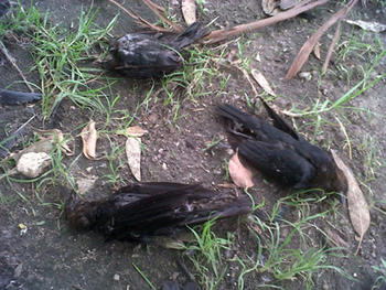 Aves muertas en Costa Rica (FOTO: UCR).