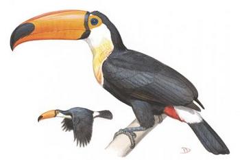 Ilustración de un tucán, tal y como aparece en la nueva guía de campo 'Aves de Brasil'. (Foto: WCS)