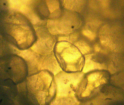 Micropartículas de carbonato cálcico (75 um) arrancados al coral por esponja perforadora. cortesía José Luis Carballo Cenizo.