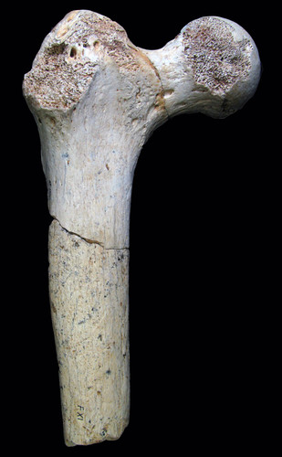 Un nuevo estudio descarta que humanos y carnívoros fracturaran los fósiles humanos de la Sima de los Huesos. FOTO: Nohemi Sala/UCM-ISCIII