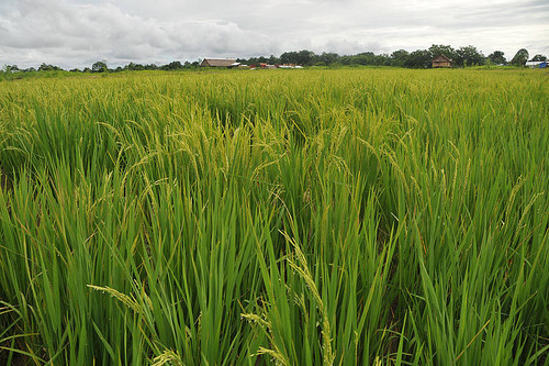 Desde hace ocho años, la caña de azúcar y la palma aceitera han sido las materias primas utilizadas para la producción de bioetanol y biodiésel respectivamente. FOTO:UN.