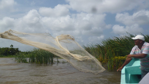 Estuario, peces y pescadores: equilibrio esencial en el delta del Atrato. Foto: cortesía grupos GEOC e Ictiología.