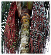La palma de seje (Oenocarpus bataua) es de la regiÃ³n amazÃ³nica, pero tambiÃ©n crece en zonas del ChocÃ³, BoyacÃ¡ y los Llanos Orientales