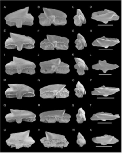 Dientes fósiles de Squalus del Eoceno de la Isla Marambio, Antártida/Agencia CYTA-Instituto Leloir