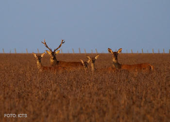 Ciervos en el Parque Nacional de Doñana.