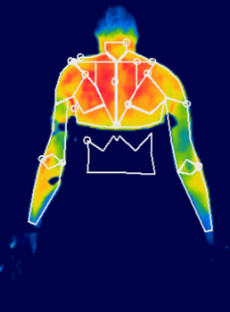 Las 20 zonas en las que se dividió la parte posterior del cuerpo en las imágenes termográficas para su posterior análisis (FOTO: Cidif). 