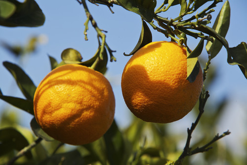 Naranjas. Foto: CSIC.
