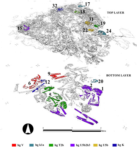 Diferentes capas superpuestas del osario neolítico. Los colores indican los individuos con el mismo perfil genético. Crédito Alt et al. 2016
