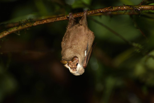 Los murciélagos machos se perchan durante horas en un sitio específico y realizan exhibiciones visuales y acústicas para conseguir pareja/Marco 