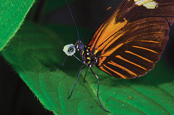 Descubren por qué distintas especies de mariposas tienen patrones similares en sus alas (FOTO: STRI).