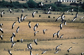 Cigüeñas blancas. Foto:Carlos Sánchez/Náyade Films