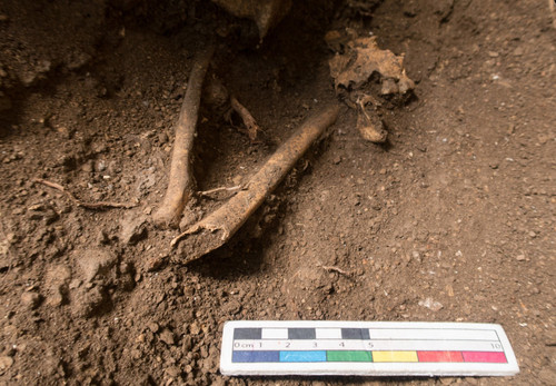 Restos óseos hallados en Azuero/Ana Endara, STRI