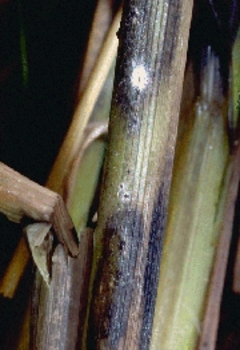 Cultivo de arroz afectado por una enfermedad (FOTO: Infouniversidades).