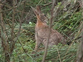 Conejo de monte (Foto: Europarques)