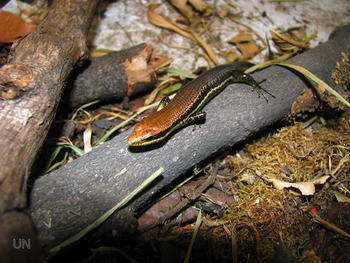 La lagartija lisa o mabuya se encuentra distribuida a lo largo del territorio colombiano. Anteriormente se creía que solo existía una especie de este reptil.