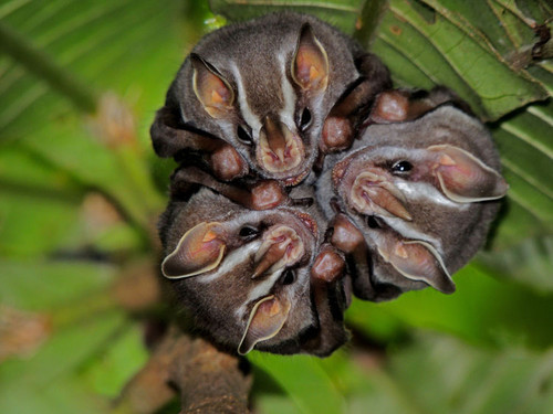 Costa Rica posee el 11 % de las especies de murciélagos del mundo, entre estas el grupo de los Vampyriscus nymphaea (foto David Villalobos).